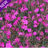 Dianthus deltoides 'Pink Gem' 